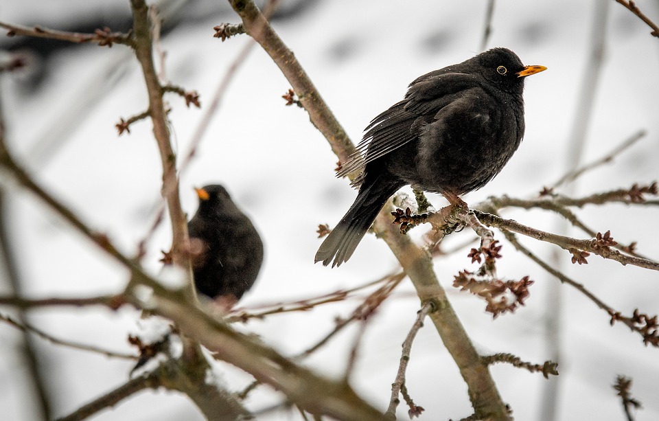 Blackbirds in winter
